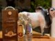 CACHAÇA BUQUEIRÃO parabeniza os organizadores da EXPOSIÇÃO AGROPECUÁRIA de Guanambi, um sucesso! A CACHAÇA BUQUEIRÃO é a mais antiga cachaça registrada e documentada do Brasil, bebida genuína e autêntica, desde 1932, de SEBASTIÃO LARANJEIRAS-BA, para o mundo